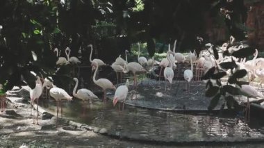 Gölde beyaz flamingo