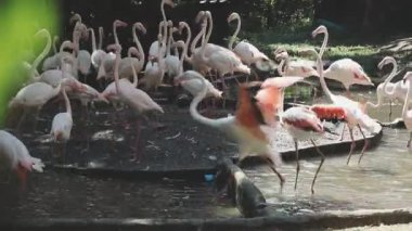 Hayvanat bahçesinde pembe flamingo