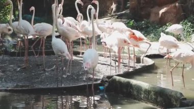 Hayvanat bahçesinde pembe flamingo