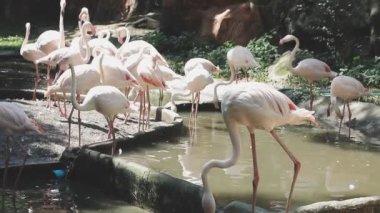 Hayvanat bahçesindeki flamingo