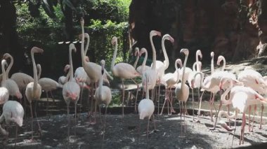 Hayvanat bahçesindeki flamingo