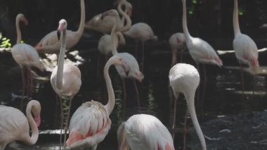 flamingolar hayvanat bahçesinde