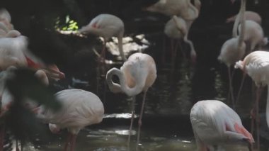 Flamingolar hayvanat bahçesinde bir grup