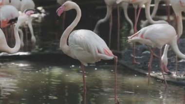 Gündüz vakti göldeki beyaz bir flamingonun yakın plan çekimi.