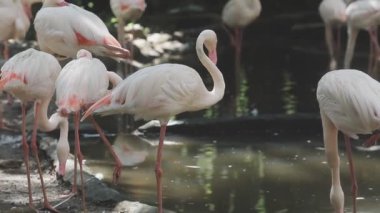 flamingolar Hayvanat Bahçesi