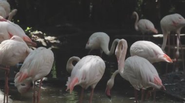 Valencia 'da bir parkta bir gölde flamingo.
