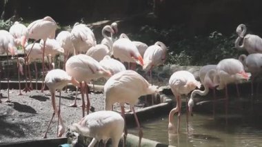 Hayvanat bahçesinde pembe flamingo