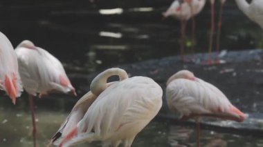 Suyu olan beyaz flamingoların yakın çekimi.