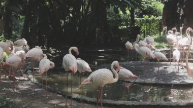 Hayvanat bahçesindeki bir grup kuş.