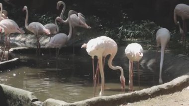 Valencia 'da bir hayvanat bahçesinde flamingolar