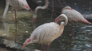 bir havuzda pembe flamingo