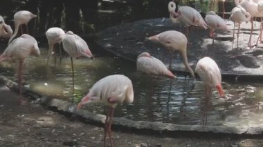Hayvanat bahçesinde bir grup flamingo.