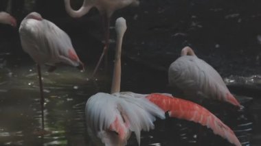 Bir grup flamingo.