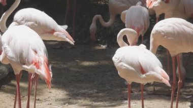 flamingolar hayvanat bahçesinde