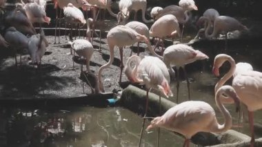 flamingolar Hayvanat Bahçesi