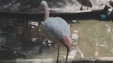 Flamingo suyun içinde.