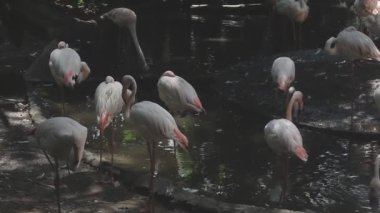 geniş bir flamingo grubu