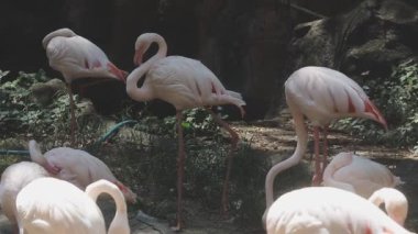 Hayvanat bahçesindeki flamingolar