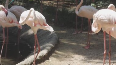 Hayvanat bahçesinde beyaz flamingo