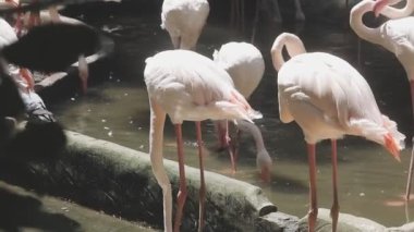 Hayvanat bahçesinde beyaz flamingolar