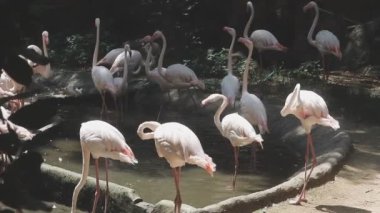Hayvanat bahçesinde beyaz flamingo