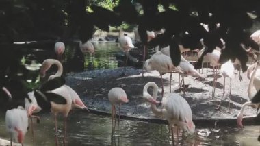 Parktaki güzel beyaz flamingo