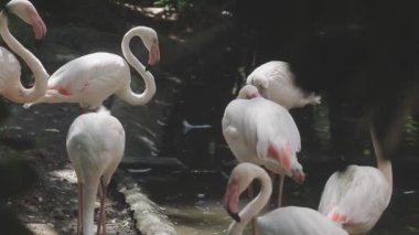 Hayvanat bahçesinde beyaz flamingolar.