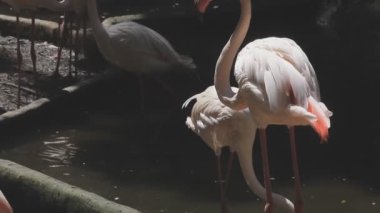 Güzel bir kuşun yakın çekimi.