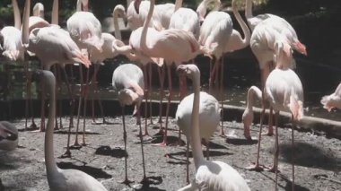 Gölde bir grup beyaz flamingo..