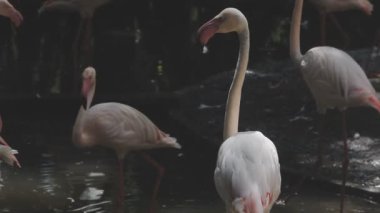 Beyaz flamingos bir grup