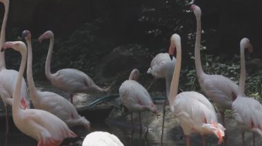 Hayvanat bahçesindeki flamingo