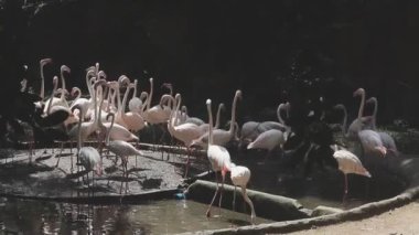 Hayvanat bahçesindeki flamingolar, hayvanat bahçesi.