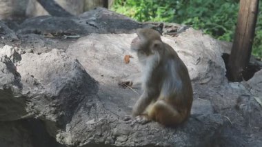 Ormandaki maymun