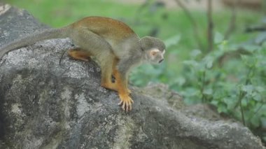 Kayada oturan bir maymun.