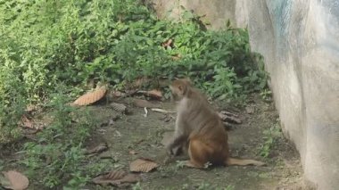 Hayvanat bahçesindeki maymun