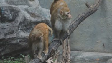 the cute monkey in the zoo
