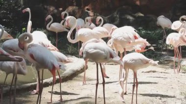 Barselona 'da bir hayvanat bahçesinde flamingo grubu.