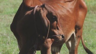 Çayırdaki kahverengi atın yakın çekimi.