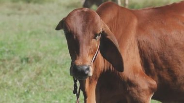 Tarladaki ineği kapatın.