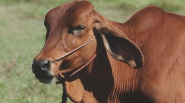 Kırmızı ve beyaz bir boğanın portresi