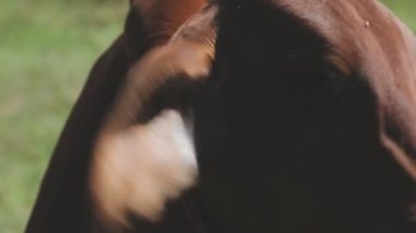 Tarladaki bir ata yaklaş.