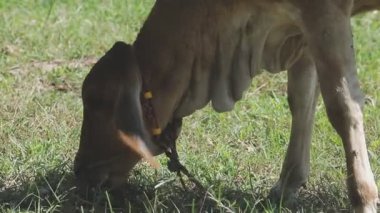 yeşil çimlerde otlayan geyik.