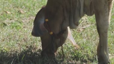 Otların arasındaki köpek