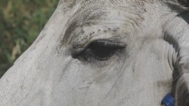 Bir atın yakın plan çekimi.