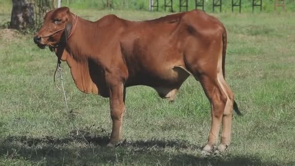 vache dans le pâturage