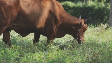 Tarlada otlayan bir inek.