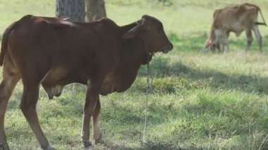 Tarladaki yeşil çimlerde inekler