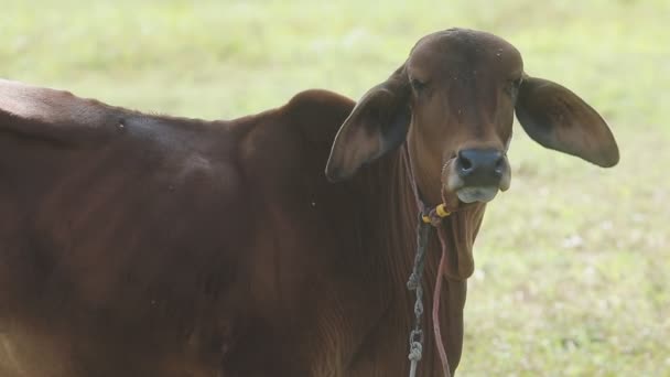 vache avec une grosse corne