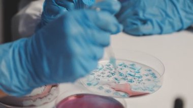 Yakın plan - mavi eldivenli ve eldivenli bilim adamı laboratuarda petri kabıyla sıvı üretiyor