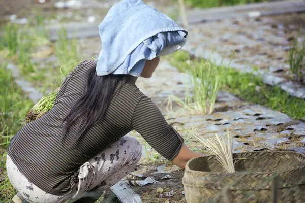 stock image Balinese Woman Planting Green Onions ( scallions ) in the Soil. January 11, 2014 - Trunyan, Lake Batur, Bali, Indonesia